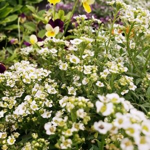 Meet your Posher, Whitlee